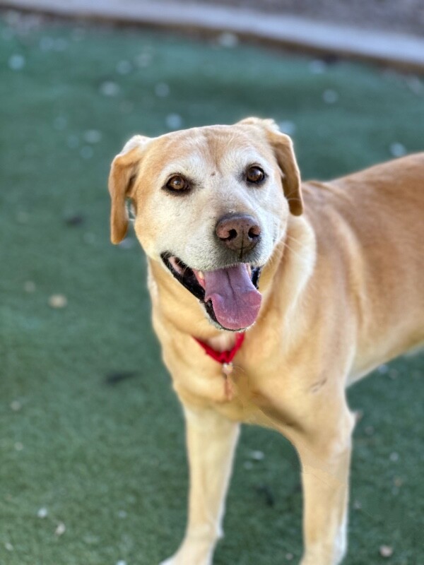 Picture of the Animal Listed