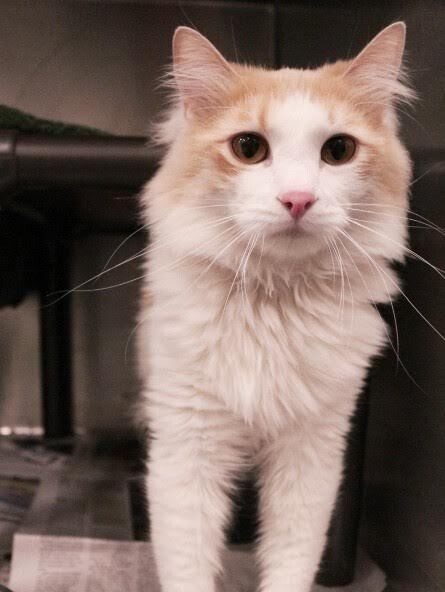 Picture of the Animal Listed