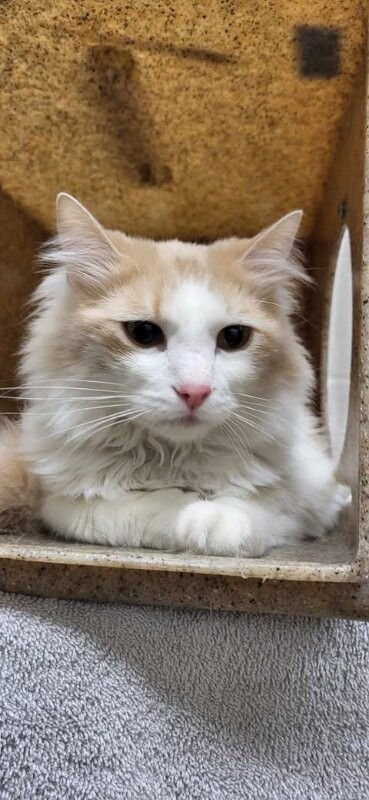 Picture of the Animal Listed