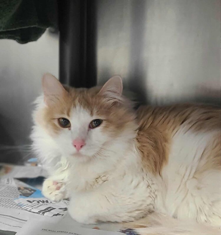 Picture of the Animal Listed