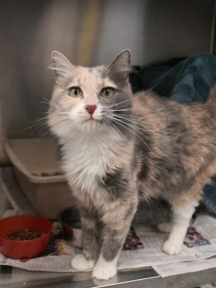 Picture of the Animal Listed