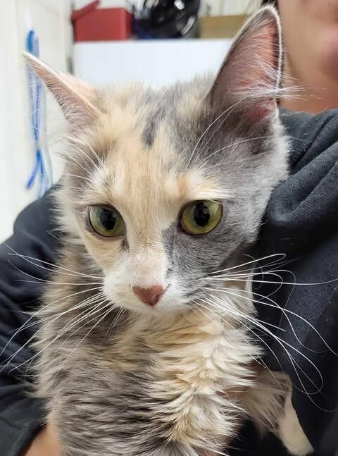 Picture of the Animal Listed