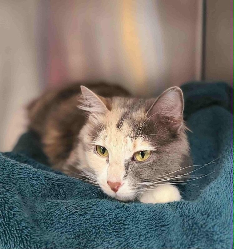 Picture of the Animal Listed