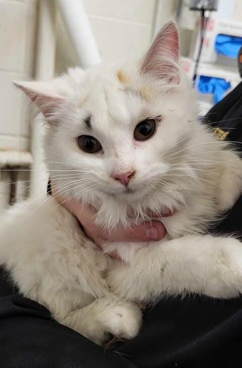 Picture of the Animal Listed