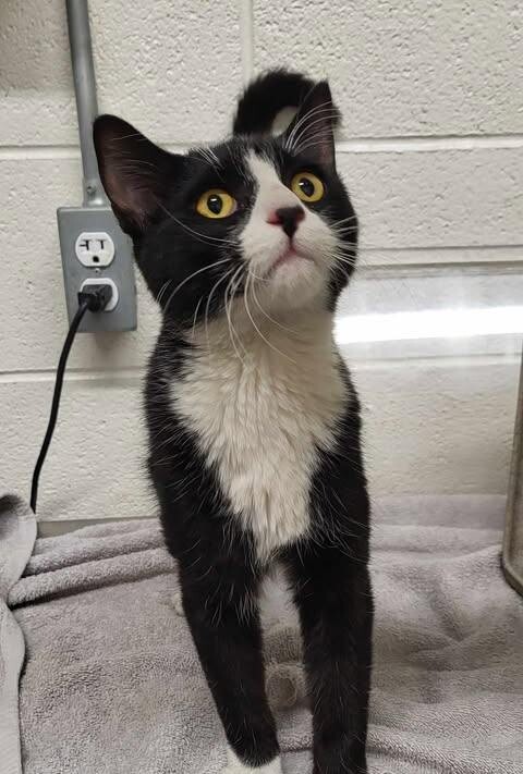 Picture of the Animal Listed