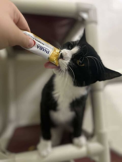 Picture of the Animal Listed