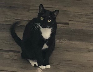 Picture of the Animal Listed