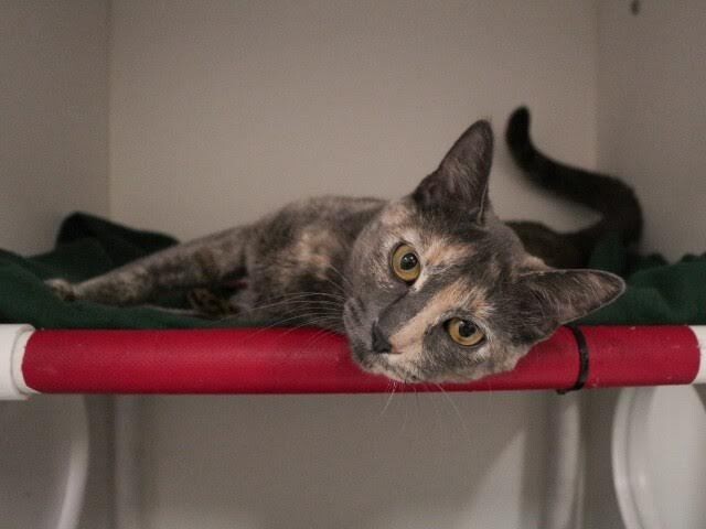 Picture of the Animal Listed