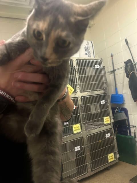 Picture of the Animal Listed