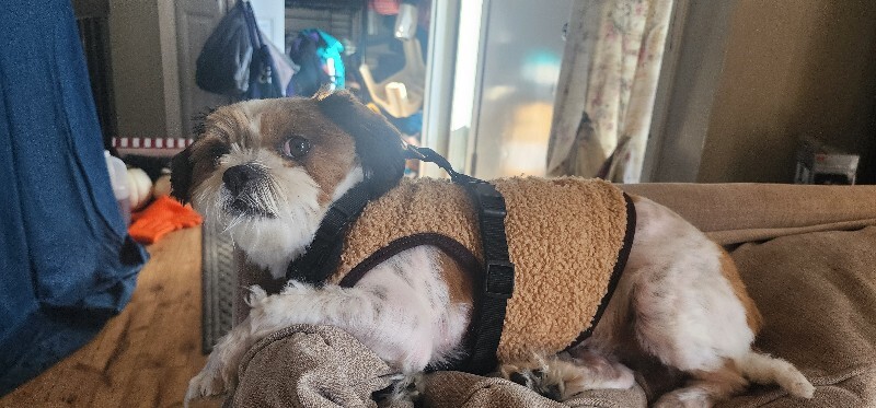 Picture of the Animal Listed