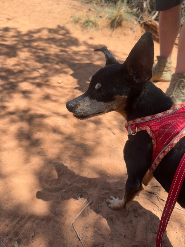 Picture of the Animal Listed