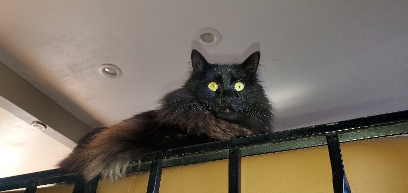 Picture of the Animal Listed