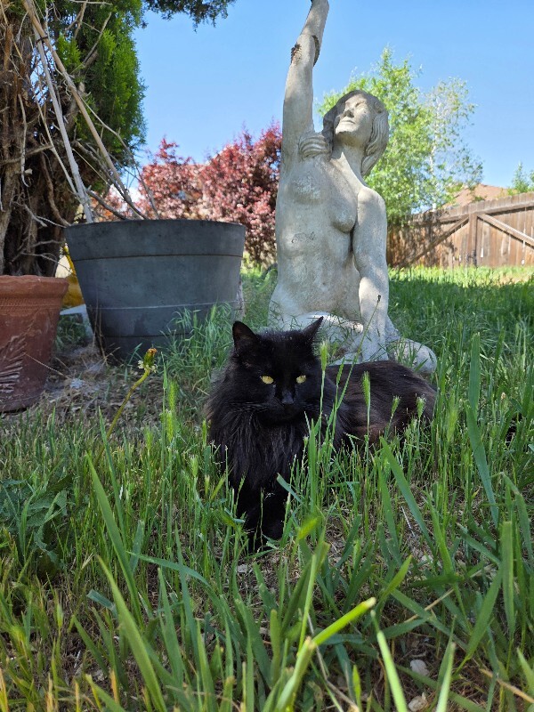 Picture of the Animal Listed