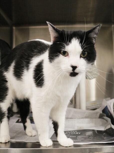 Picture of the Animal Listed