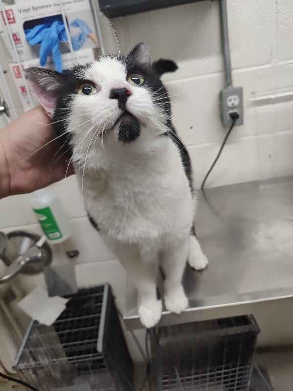 Picture of the Animal Listed