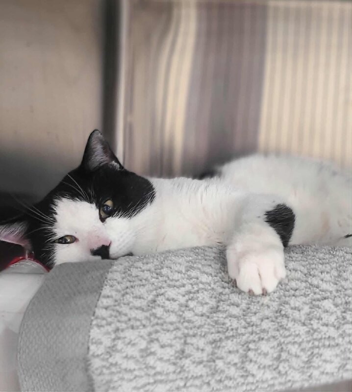 Picture of the Animal Listed