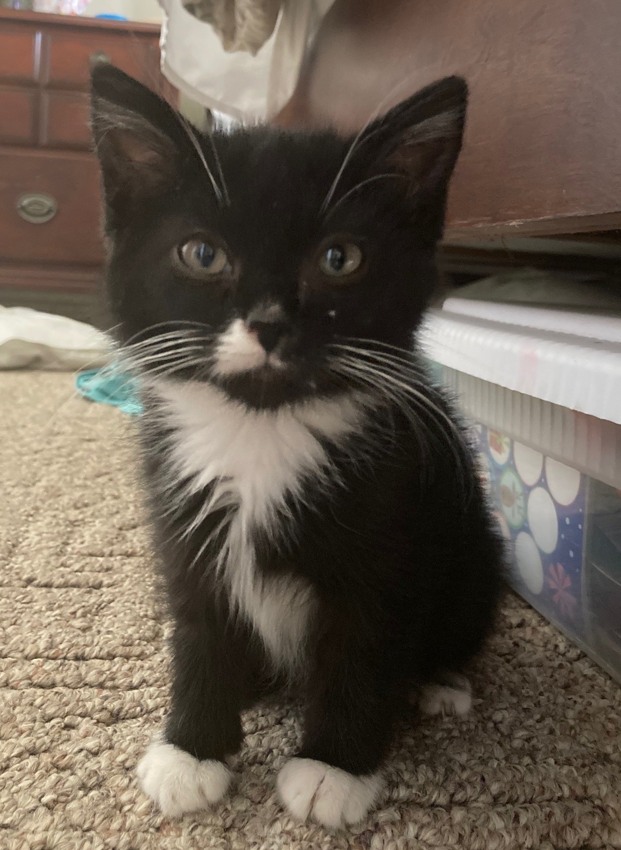 Picture of the Animal Listed