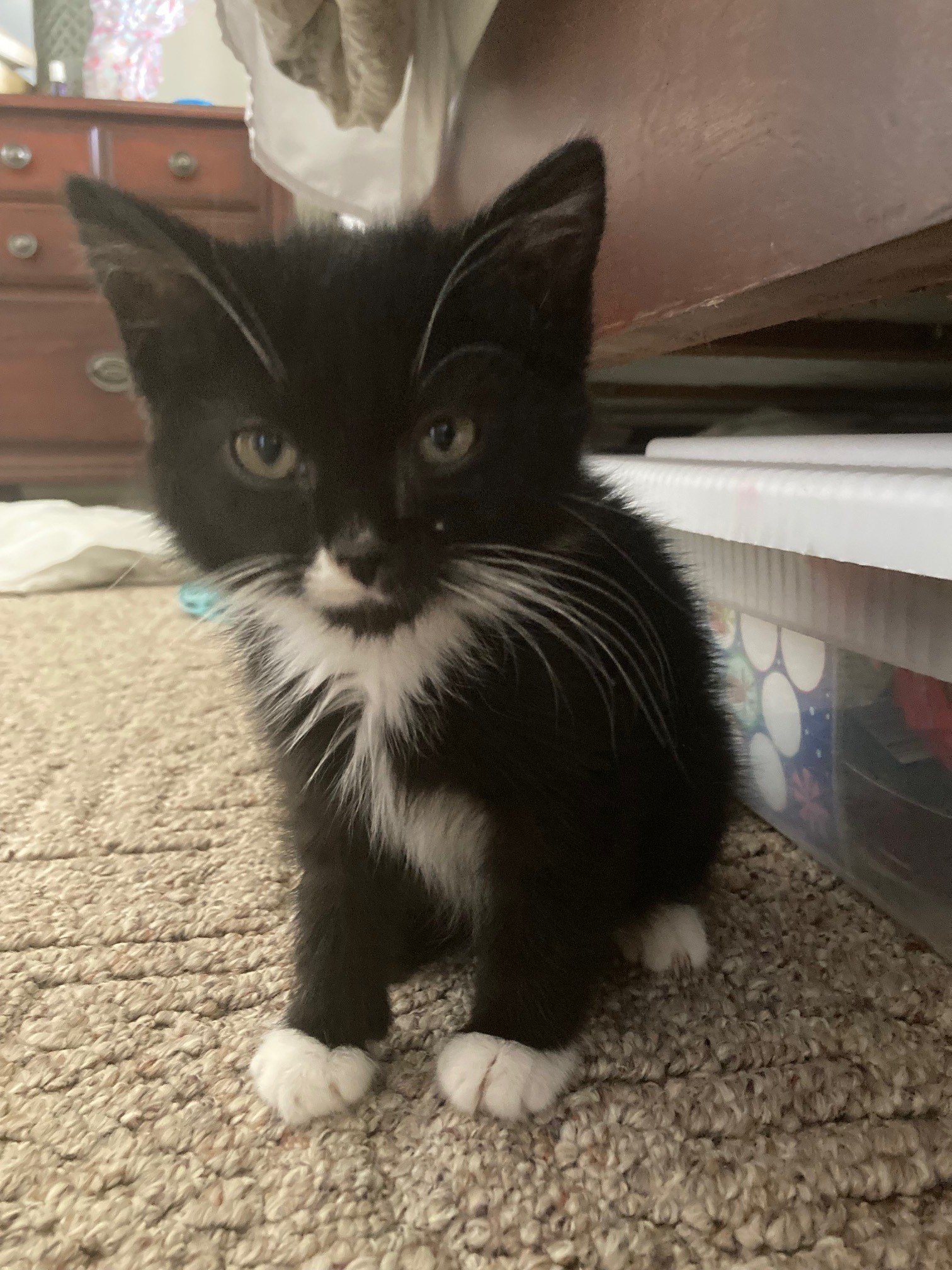 Picture of the Animal Listed