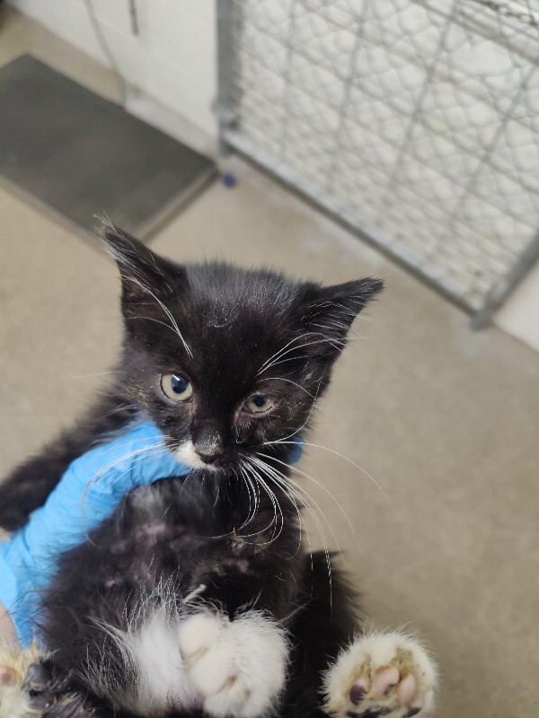 Picture of the Animal Listed