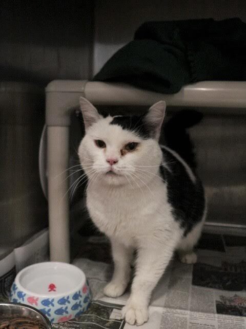 Picture of the Animal Listed