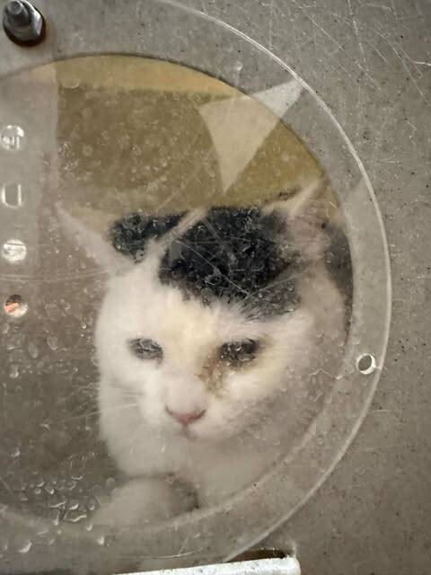 Picture of the Animal Listed