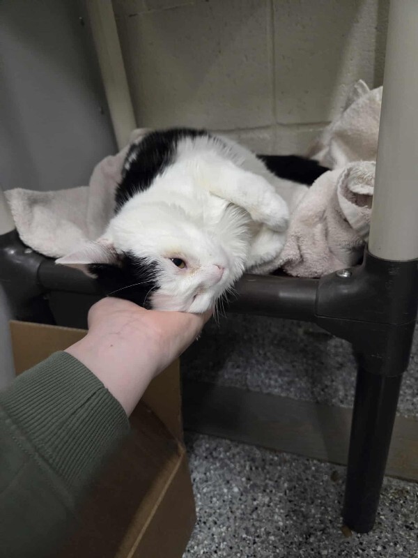 Picture of the Animal Listed