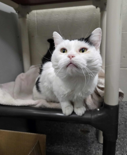 Picture of the Animal Listed