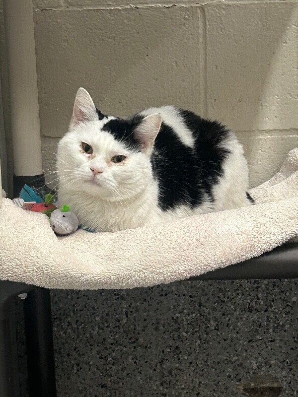 Picture of the Animal Listed