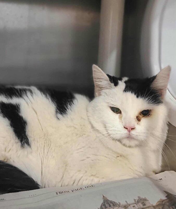 Picture of the Animal Listed