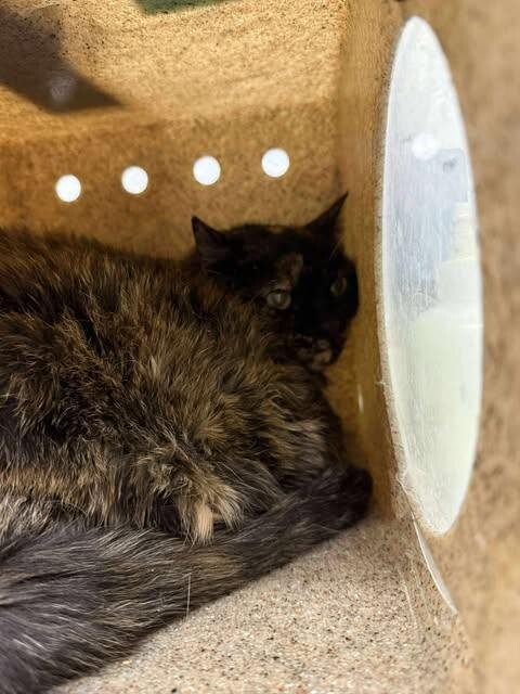 Picture of the Animal Listed