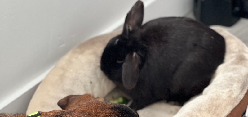 Picture of the Animal Listed