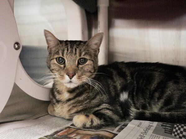 Picture of the Animal Listed