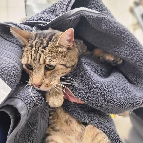 Picture of the Animal Listed