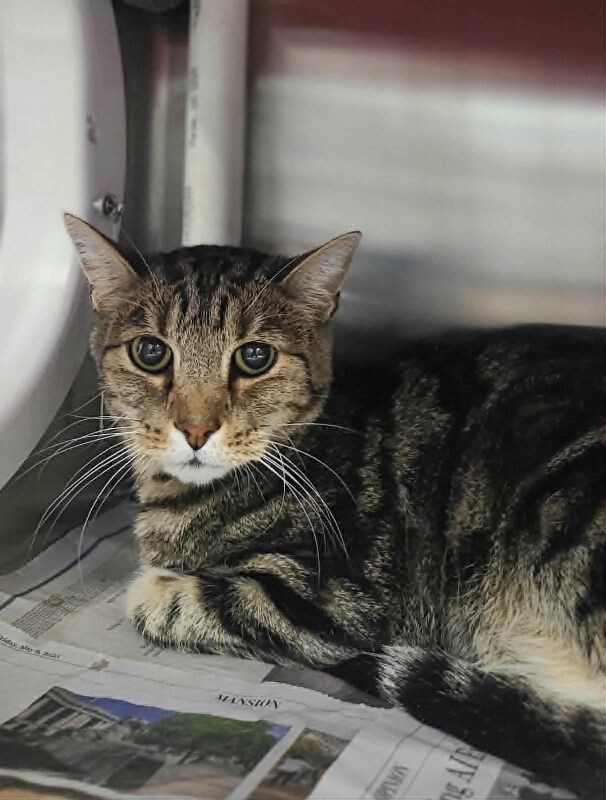 Picture of the Animal Listed