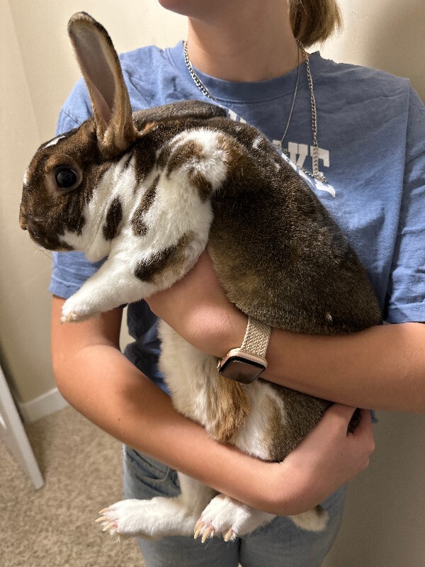 Picture of the Animal Listed