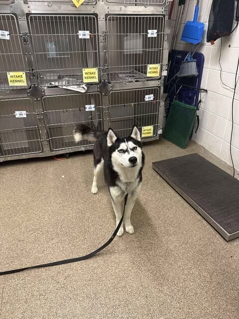 Picture of the Animal Listed