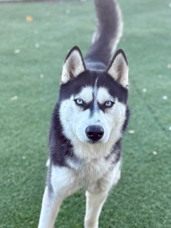 Picture of the Animal Listed