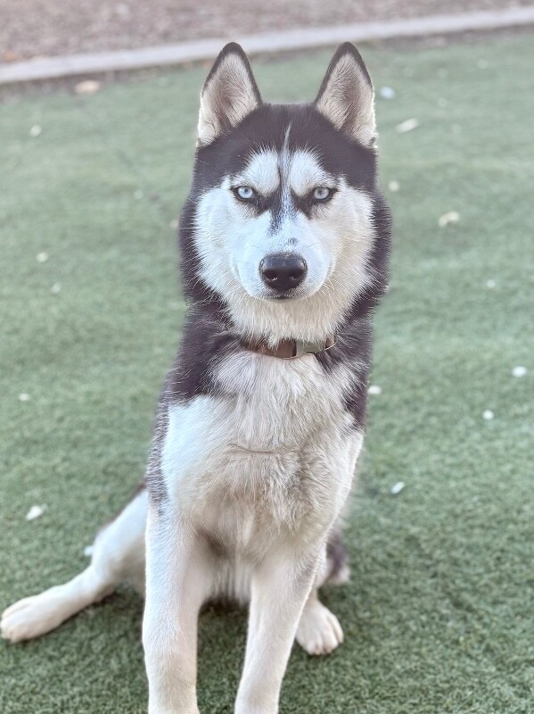 Picture of the Animal Listed