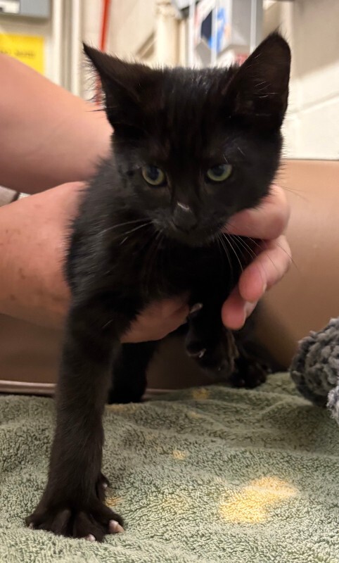 Picture of the Animal Listed