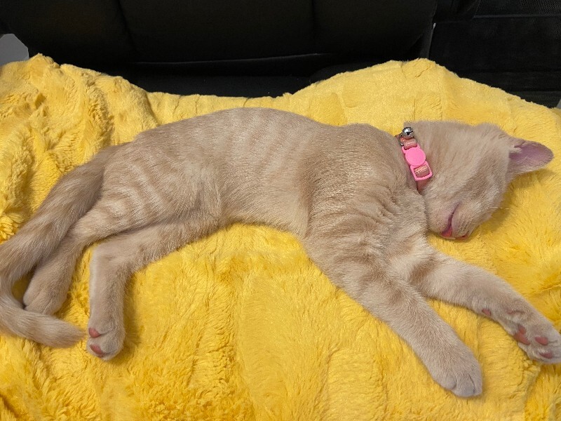 Picture of the Animal Listed