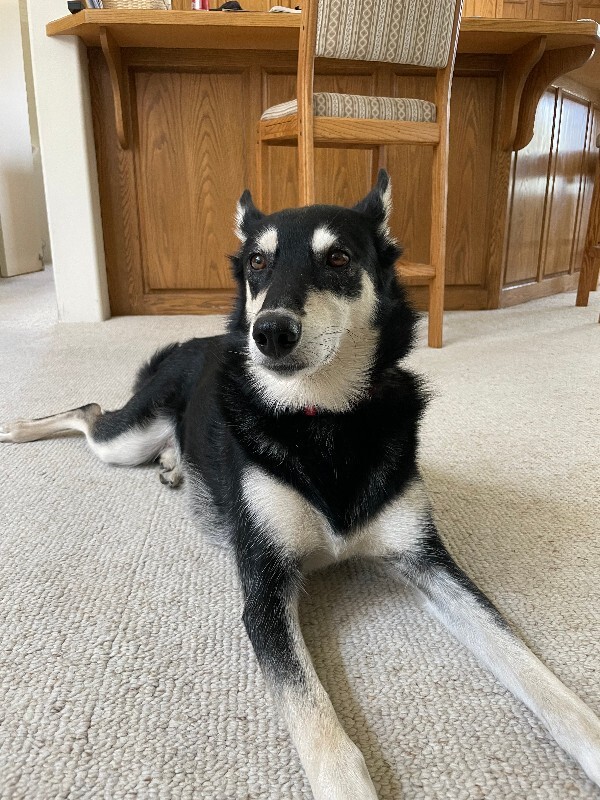 Picture of the Animal Listed