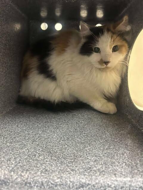 Picture of the Animal Listed