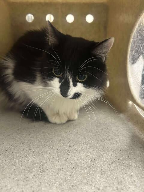 Picture of the Animal Listed