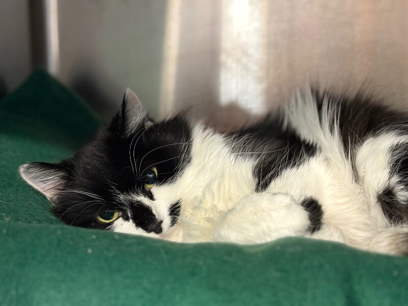 Picture of the Animal Listed