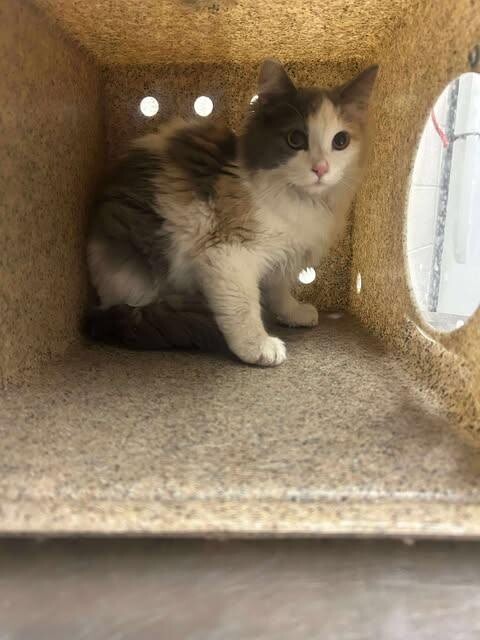 Picture of the Animal Listed