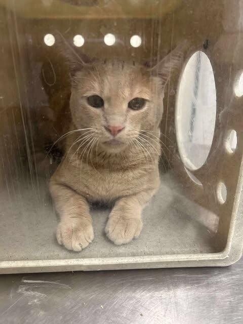 Picture of the Animal Listed