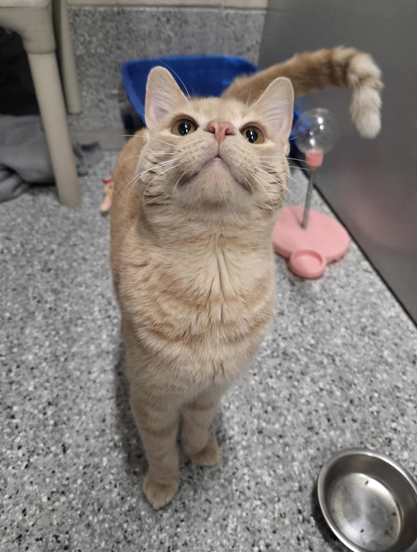 Picture of the Animal Listed