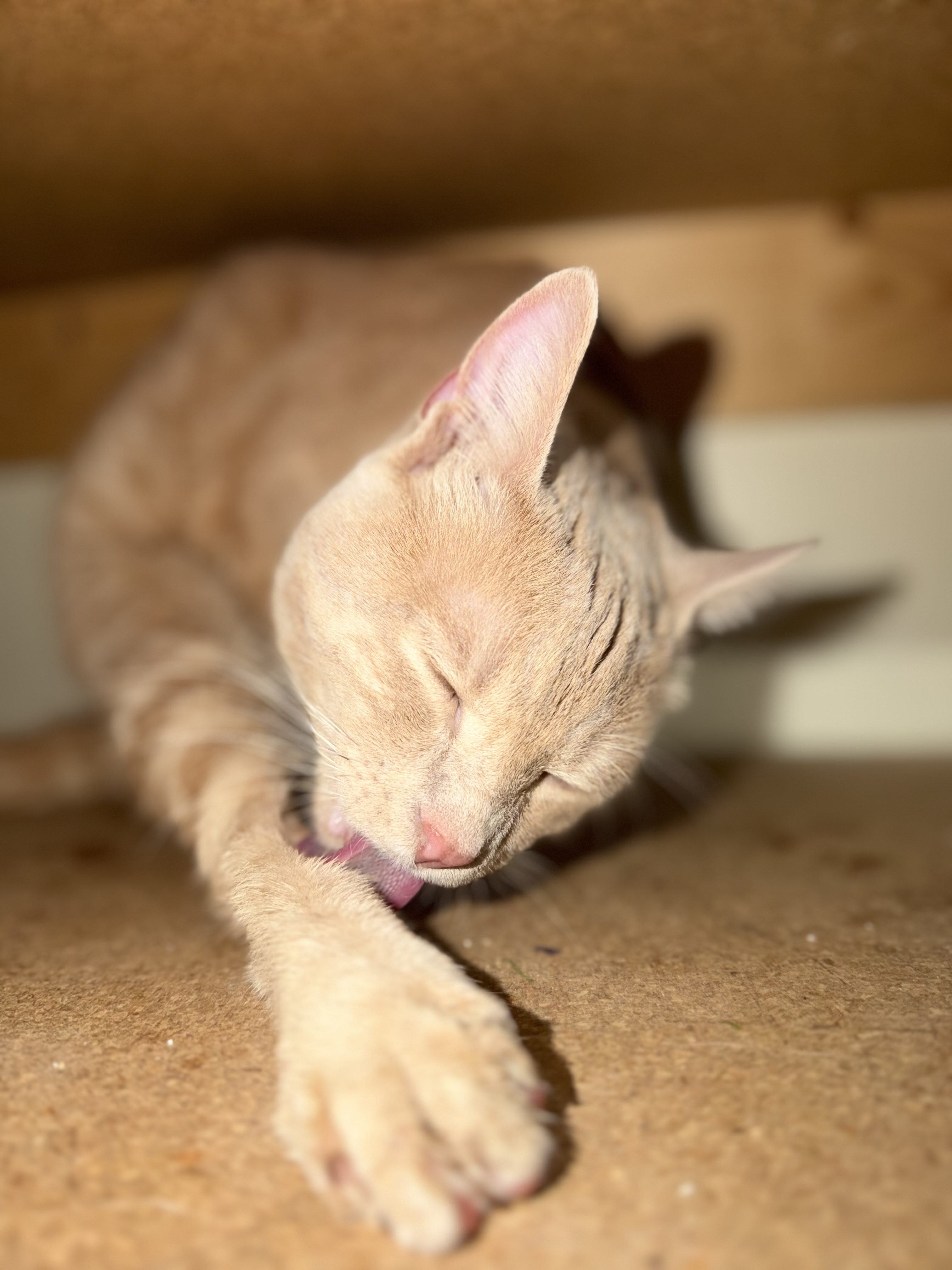 Picture of the Animal Listed