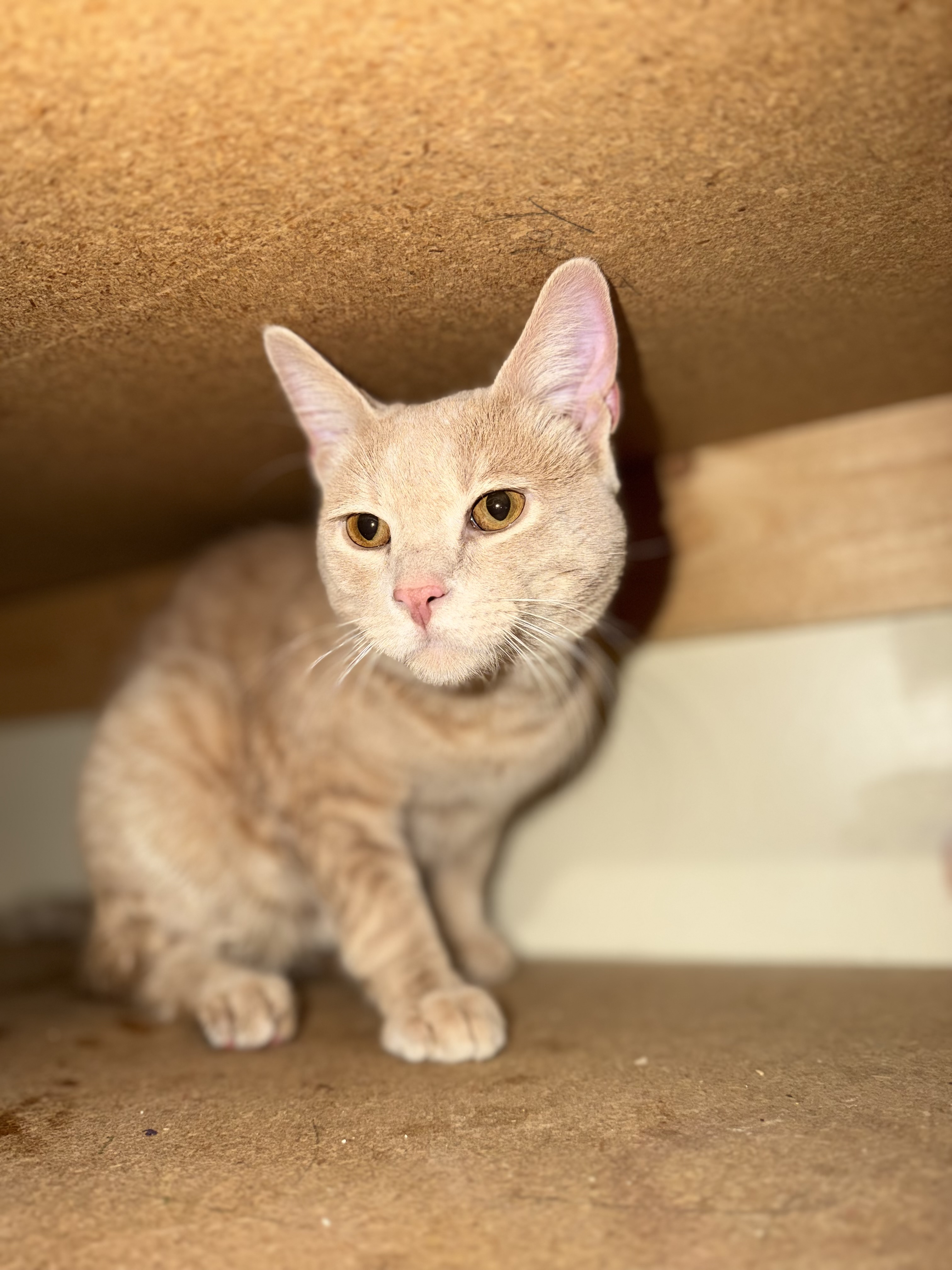 Picture of the Animal Listed