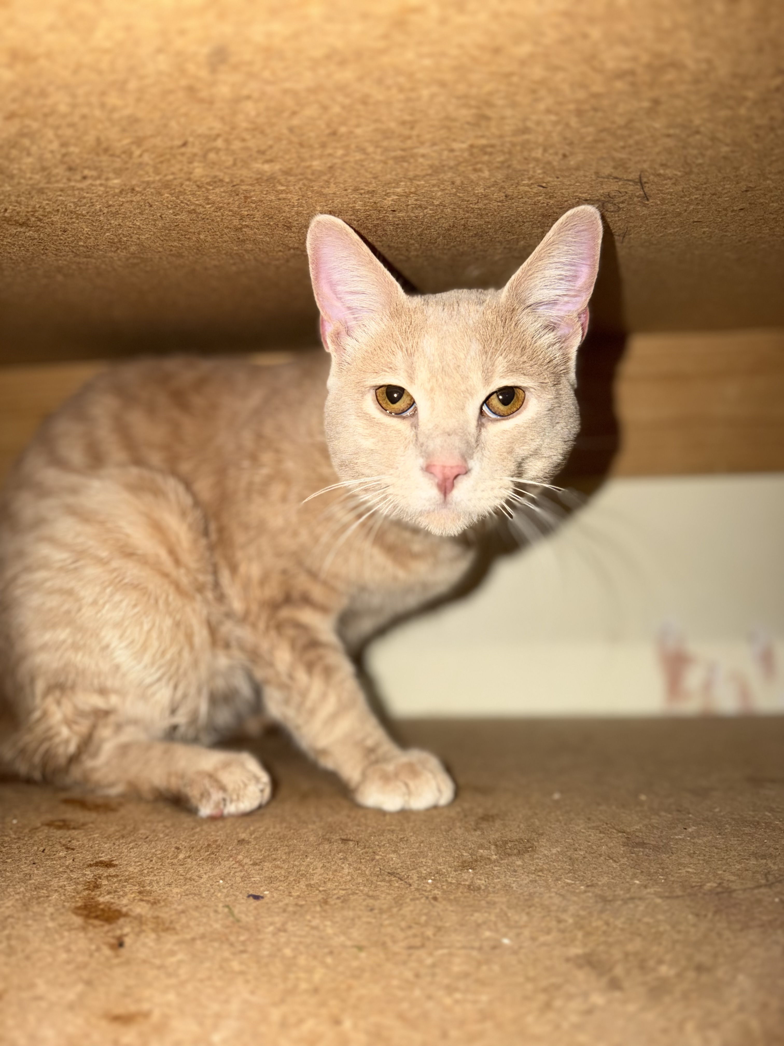 Picture of the Animal Listed